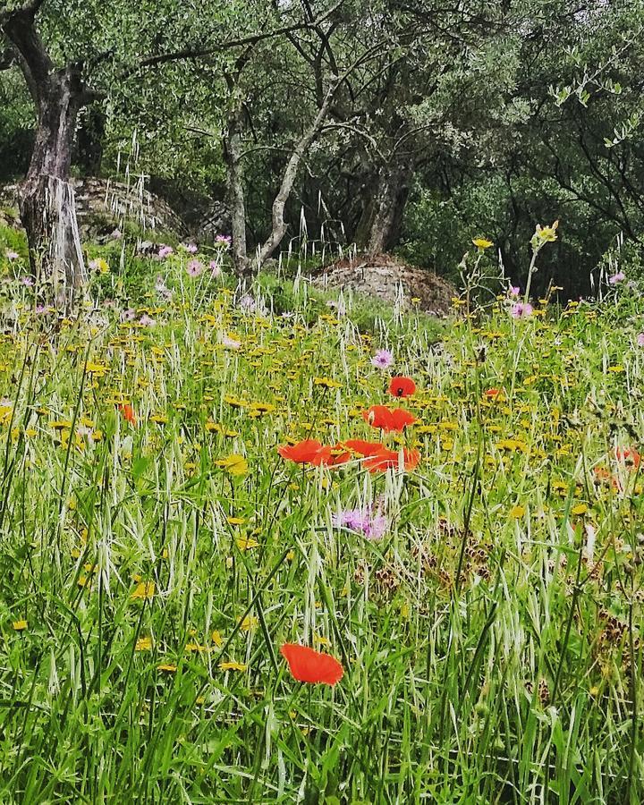 Agriturismo Il Leopoldino Villa Ripafratta Exteriör bild